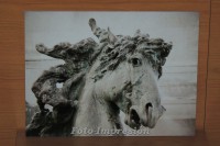 /album/foto-impresion/aluminio-cabeza-caballo-jpg/